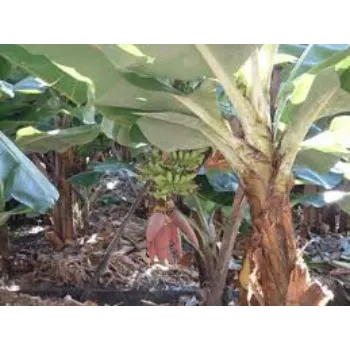Super Banana Plants